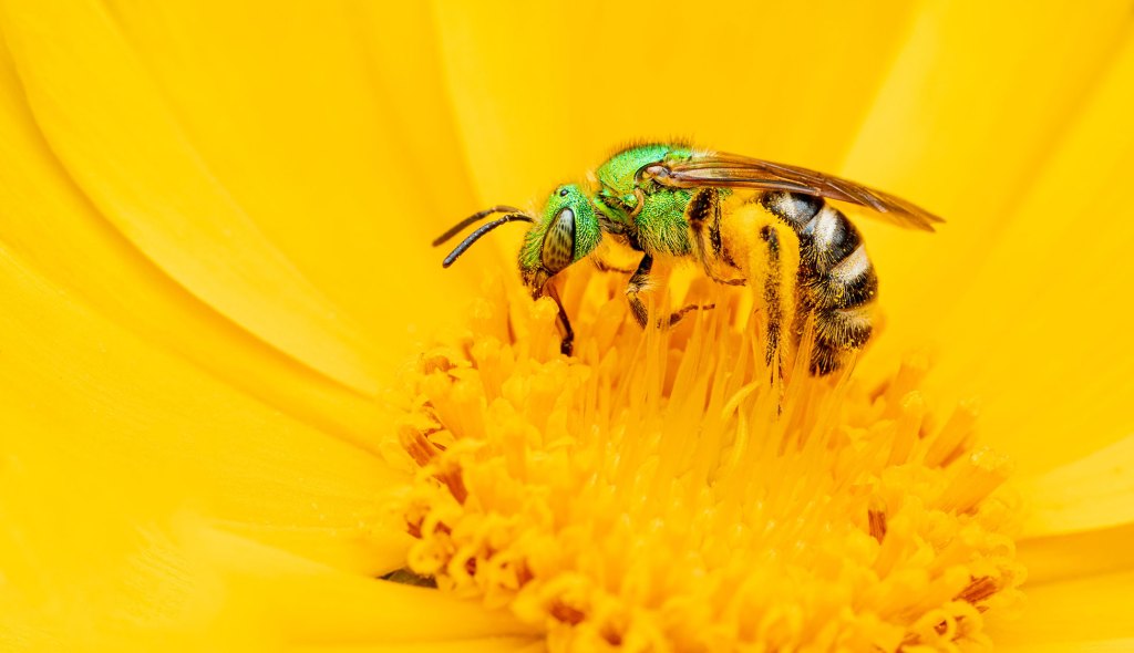 A green bee rests on a yellow flower