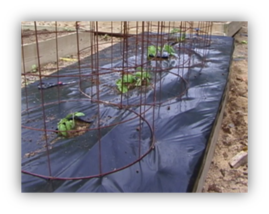 black plastic on top of a raised garden bed