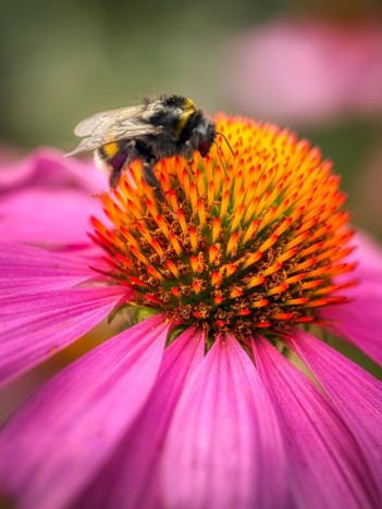 bumblebee on purple coneflower