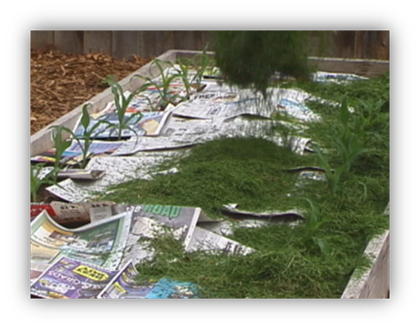 grass clippings atop newspaper for garden mulch