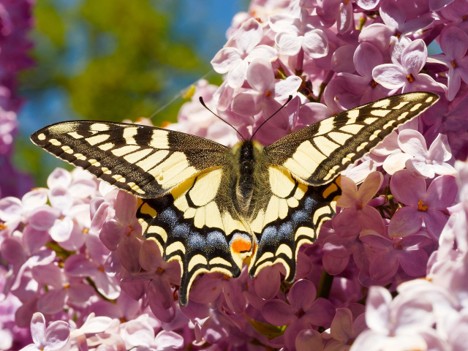 swallowtail butterfly visiting lilac blossoms