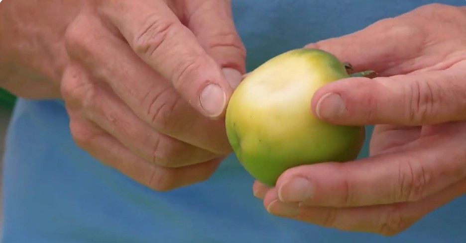 pale yellow discoloration on tomato