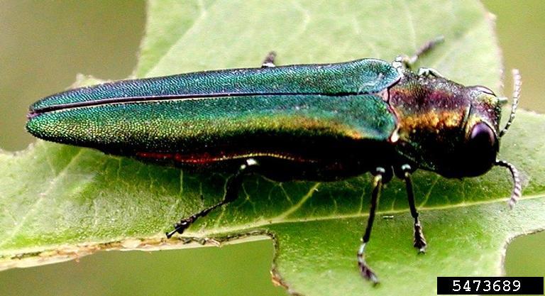 slender irridescent green insect
