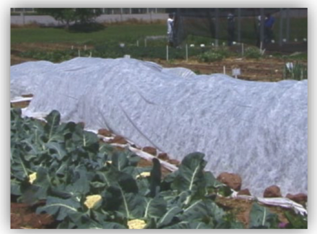 A row cover made of white spun fabric draped over a garden bed with a grassy field and people visible in the background.