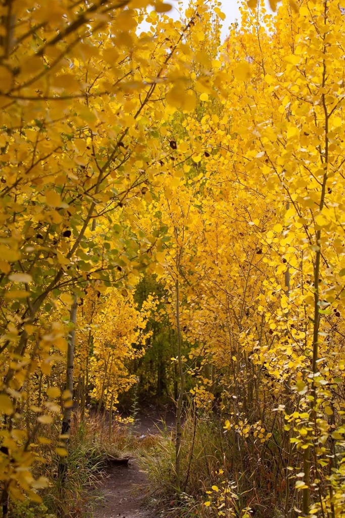 aspen forest in fall