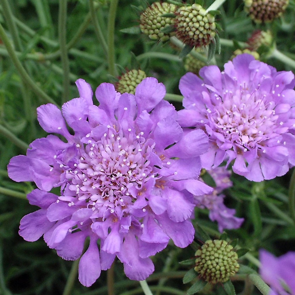 blue purple flowers