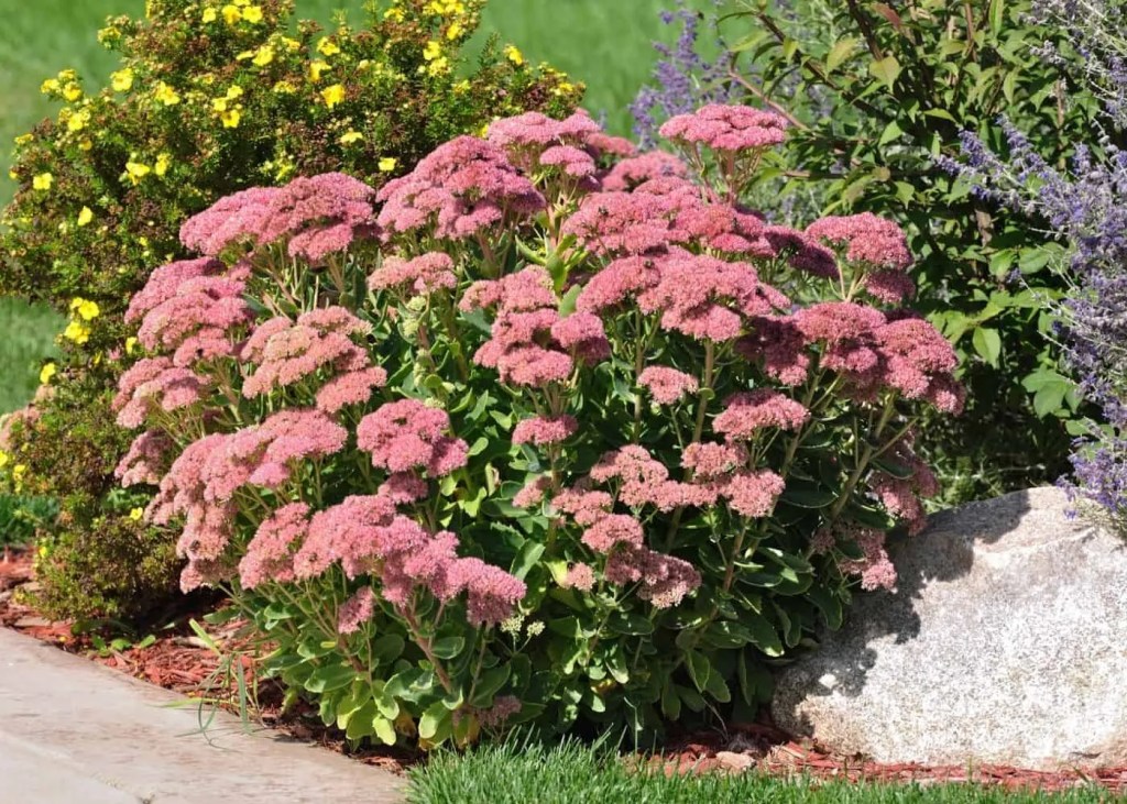 mauve pink flowers with succulent leaves