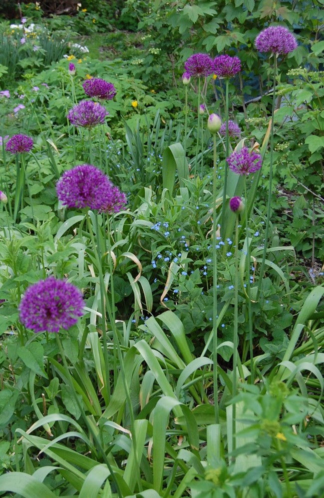 round purple flowers on slender stalks