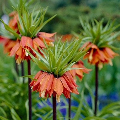 orange/red flowers that angle down from stems