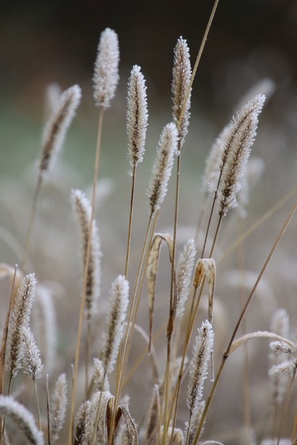 grass seed heads covered in frost