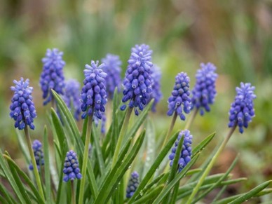 blue segmented flowers on short, slender stalks