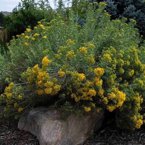 yellow flowering native shrub