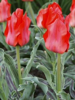 short red tulip