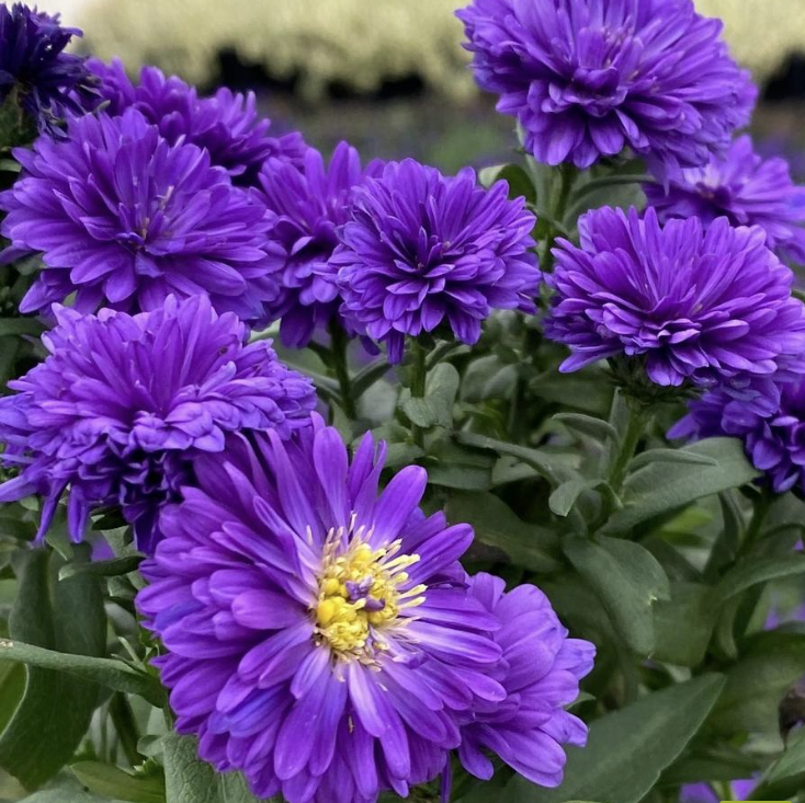 deep purple flowers with yellow centers