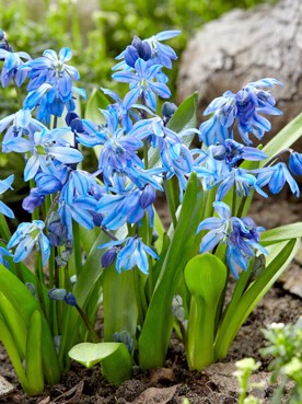 blue flowers on short plants