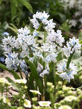 white flowers with faint blue stripes on short plants