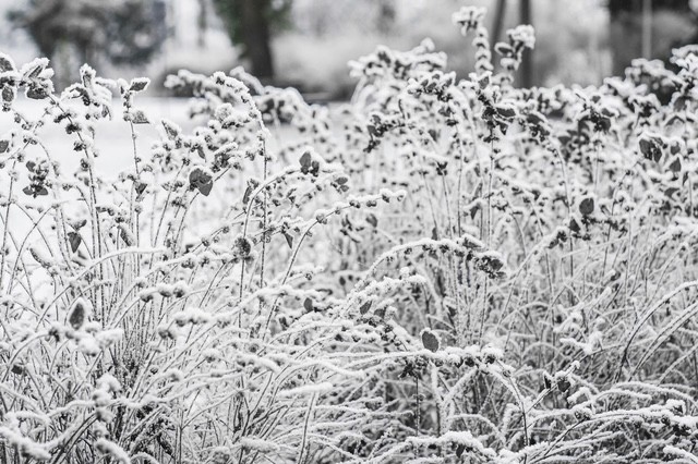 To Cut Back or Not to Cut Back: Nature Says Wait - Arapahoe County | CSU Extension