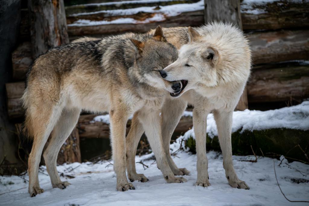 two wolves standing in the snow with one grasping the others snout in it's mouth playfully