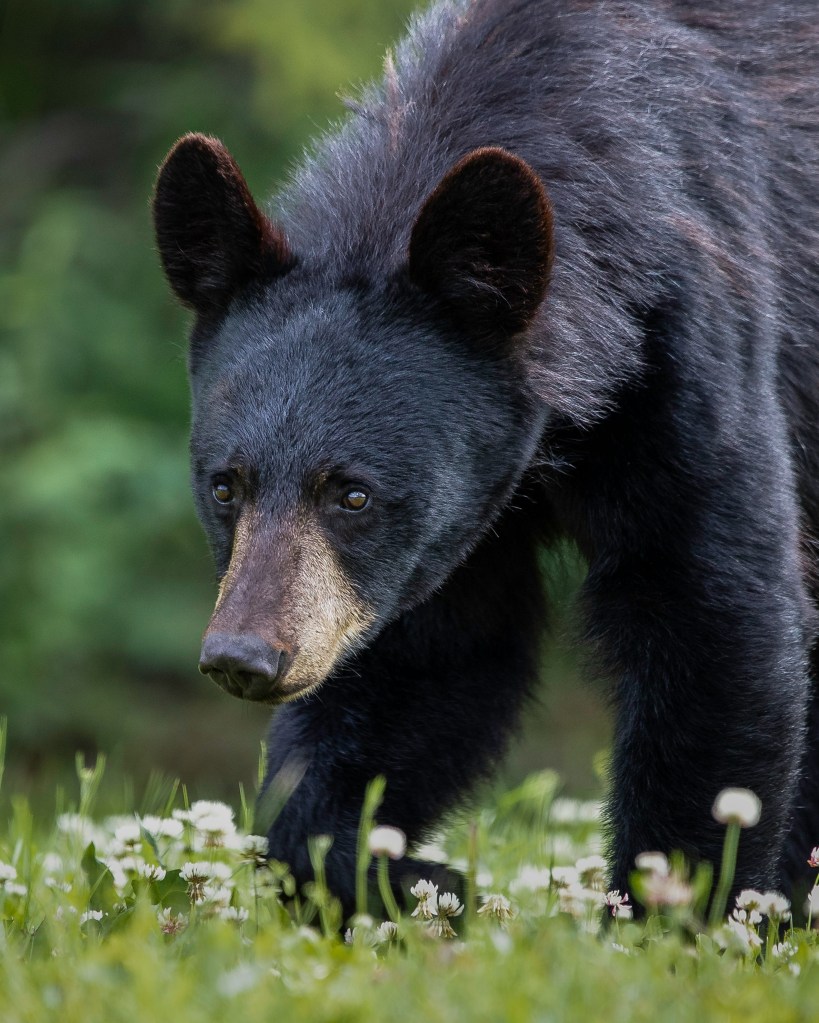 close up of a black bear moving through grass field