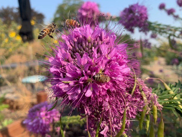 Cleome, also known as the spider flower, with three bees pollinating it.