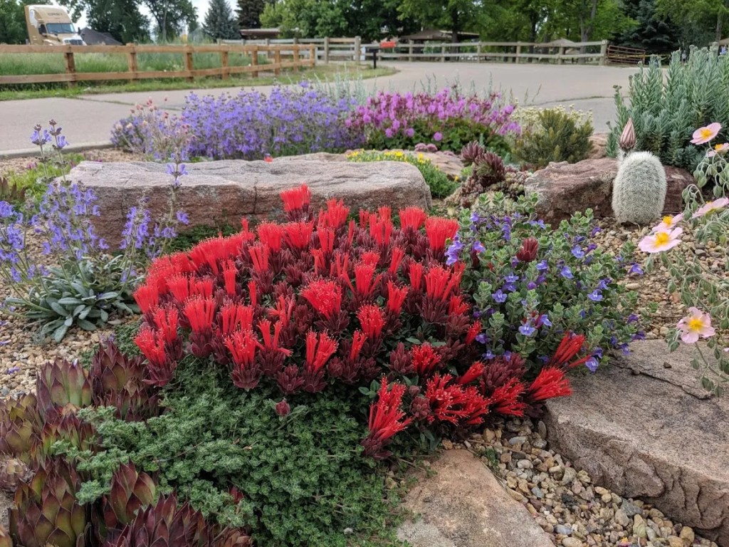 CSU garden with an array of plants and flowers.