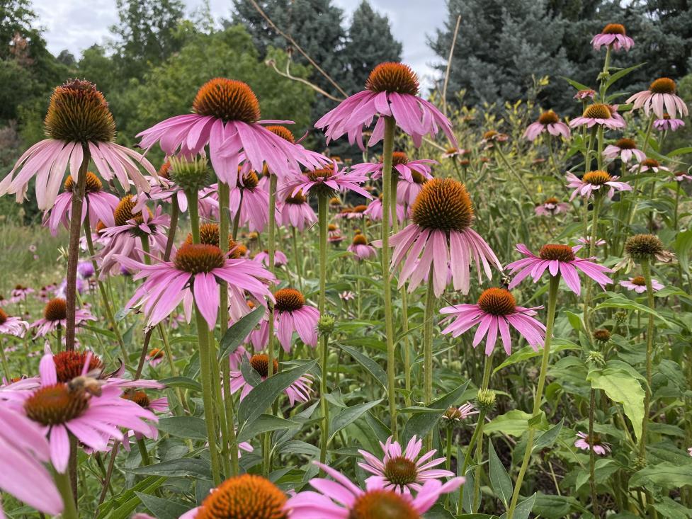 Close up view of echinacea field, also known as the coneflower.