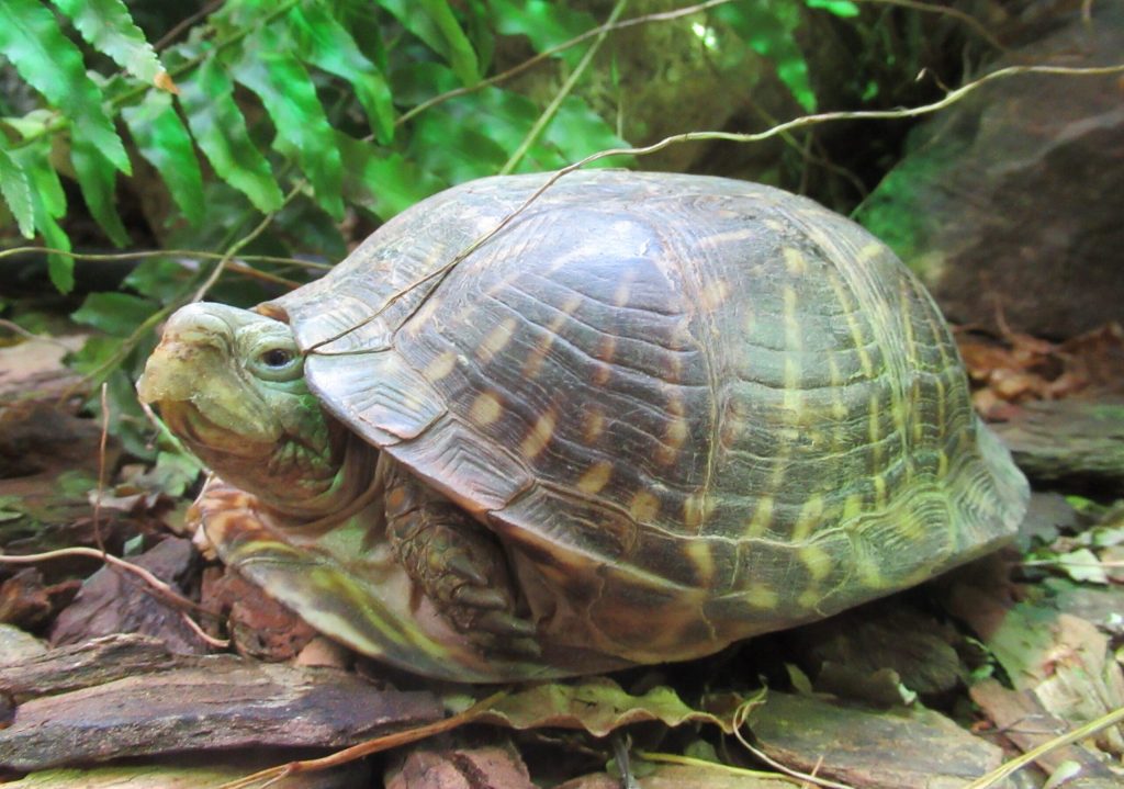 Myrtle the Ornate Western Box turtle, Terrapene ornata ornata.
