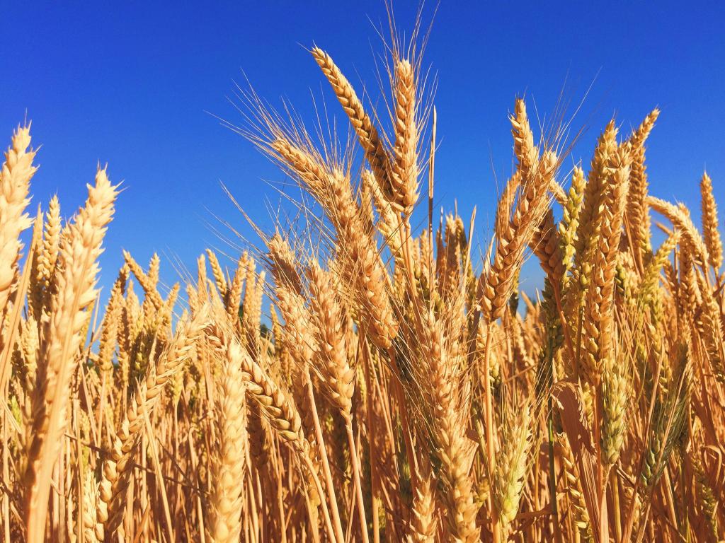 Wheat against a blue sky