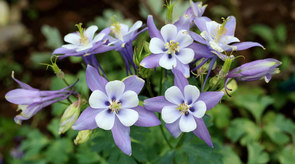 Aquilegia coerulea also known as the Colorado columbine or Rocky Mountain columbine