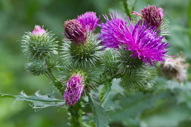 Canada "prickly" thistle blooming closeup outdoor horizontal