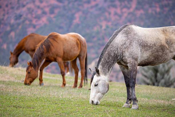 Adult horses eating grass in a field in the mountains