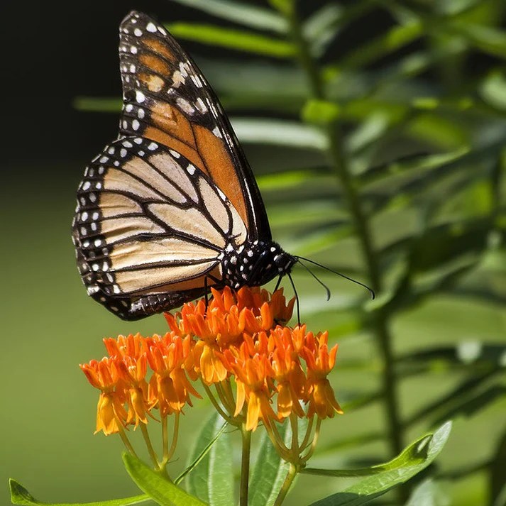 Monarch butterfly resting on a Butterfly weed (Asclepias tuberosa)