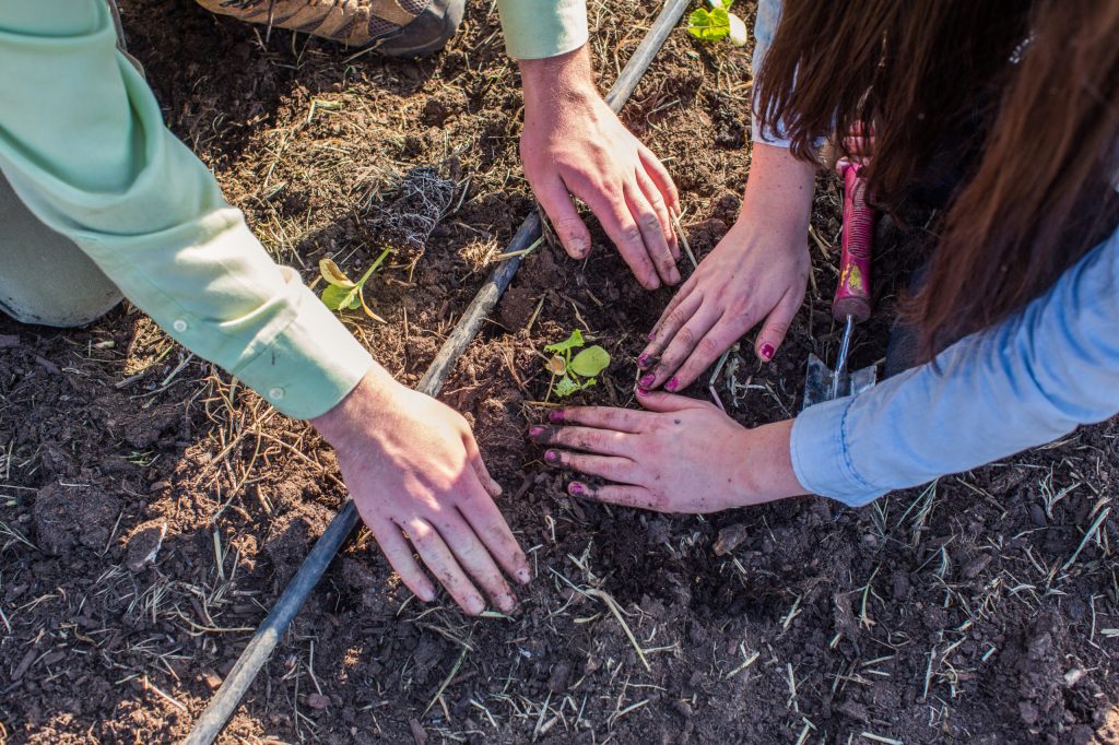 Two sets of hands planting seedlings in soil.