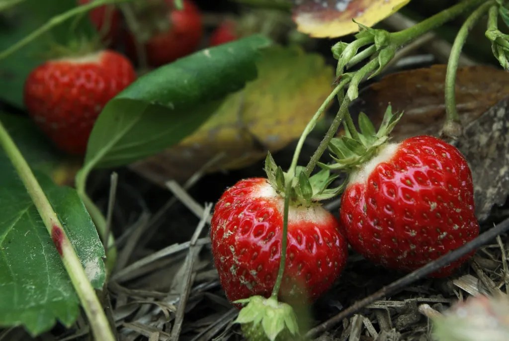 Closeup of strawberries attached to their stems, ready to be harvested