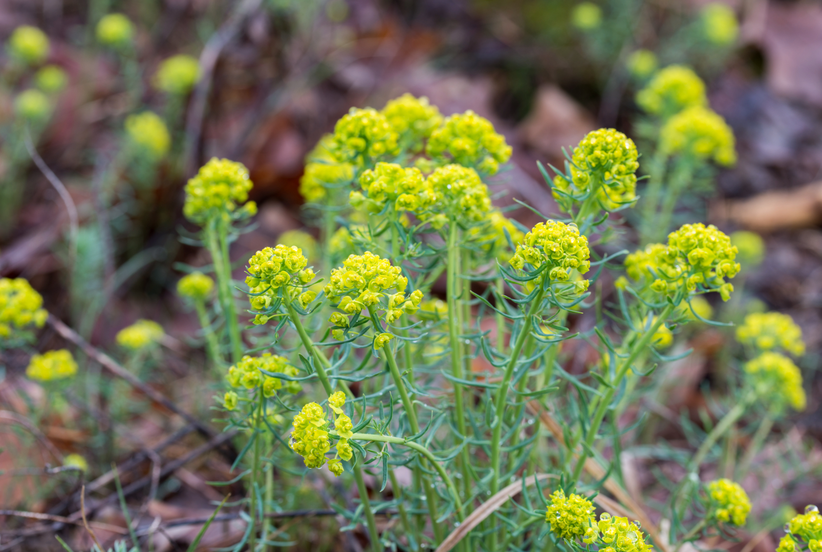 Closeup of Euphorbia esula, commonly known as green spurge or leafy spurge. The plants tops are yellowish-green heart-shaped bracts and the stems have small leaves emerging from all sides.