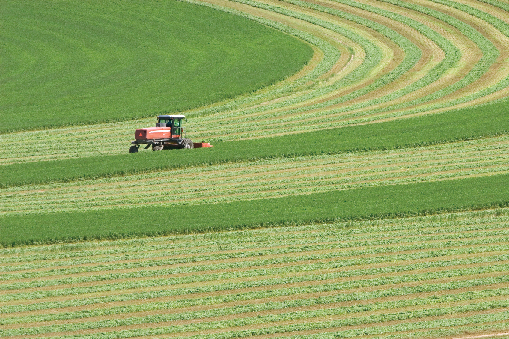 Field of alfalfa being harvested by a red windrower.