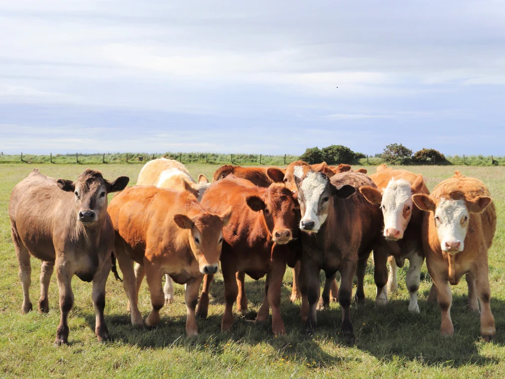 Group of yearlings, made up of different shades of brown/tan, standing close together on a grassy field. 