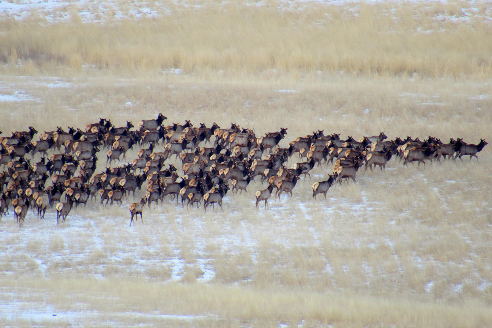 A large herd of elk on the Ron Stewart Preserve in Boulder County
