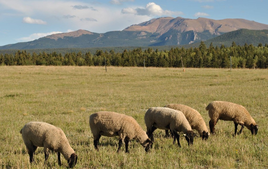 Five sheeps grazing on an open grassy field.