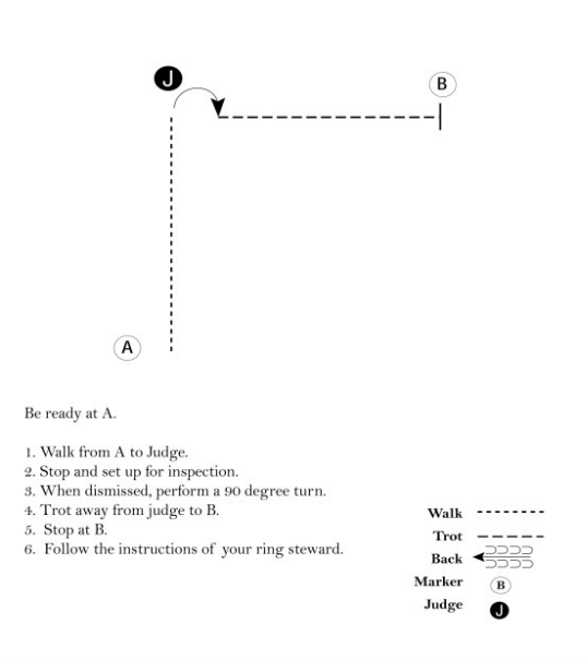 Example of a horse halter showmanship diagram with instructions