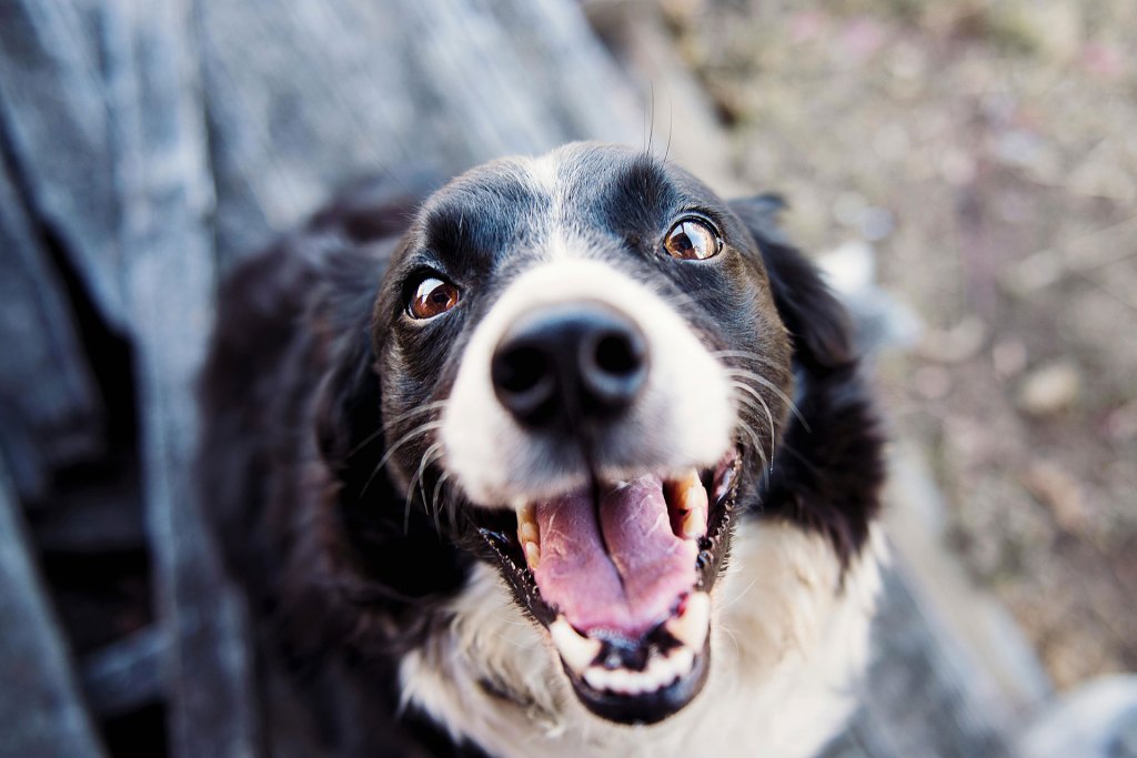 A dog