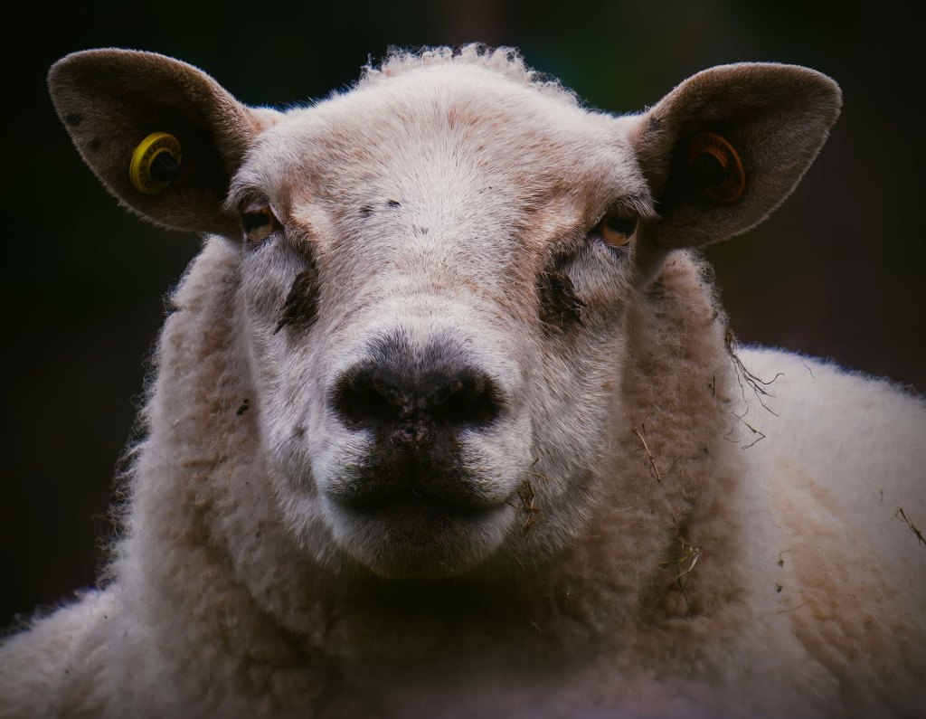 A sheep