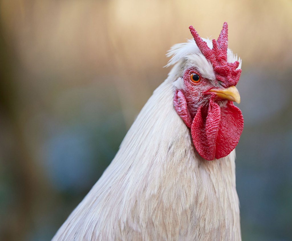 A white chicken