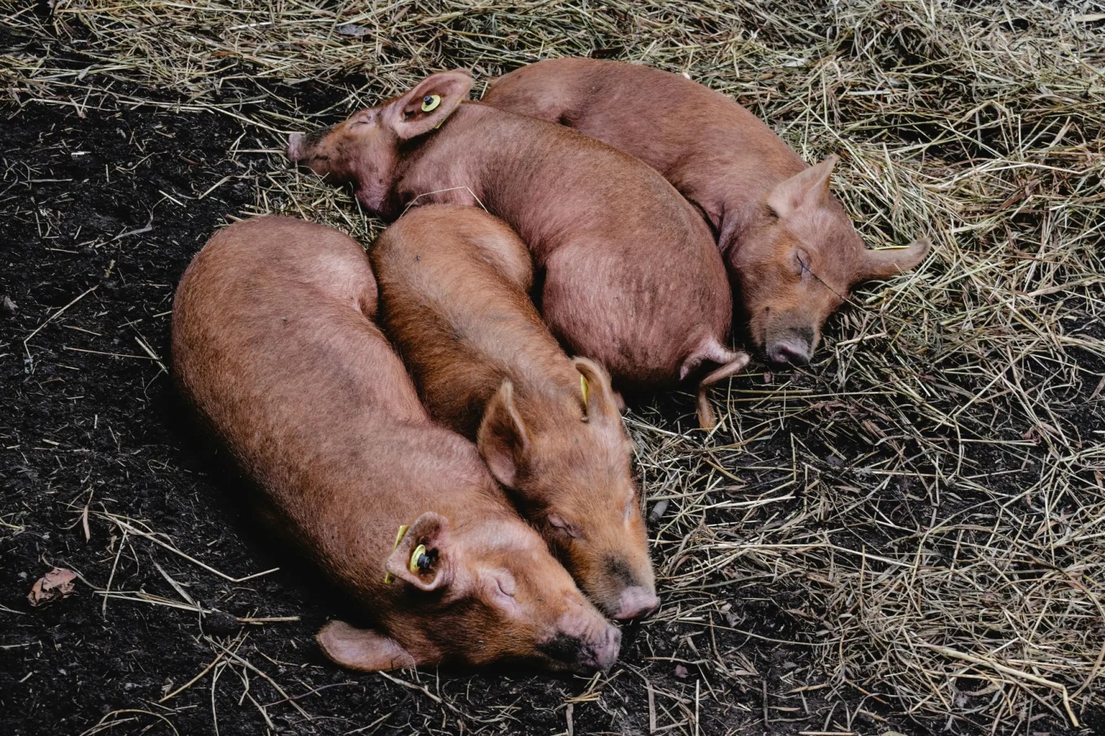 Swine
