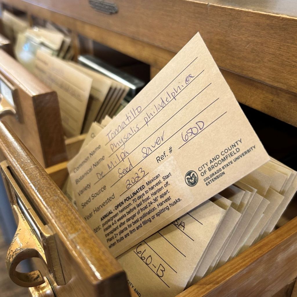 A wooden drawer pulled open to reveal labeled seed packets organized inside a seed library, with a handwritten card listing plant details such as tomato variety, harvest year, and reference number from City and County of Broomfield Extension.