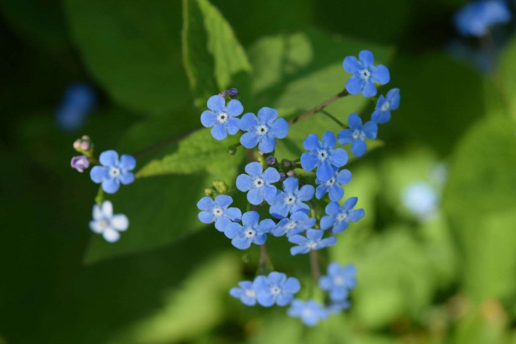 Small clusters of bright blue flowers with tiny petals growing among green leaves.