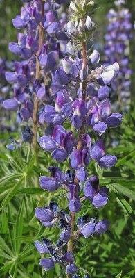 Colorado Plant Database Colorado State University Extension Jefferson County