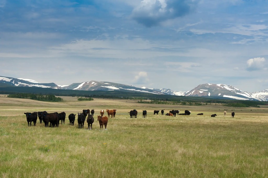 Cattle graze an open field near the mountains in Colorado