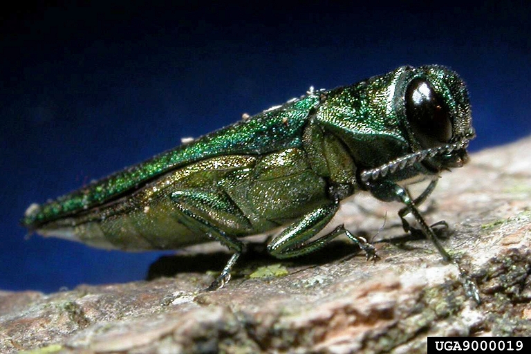 Close-up photo of an emerald ash borer beetle (Agrilus planipennis) on a piece of bark.