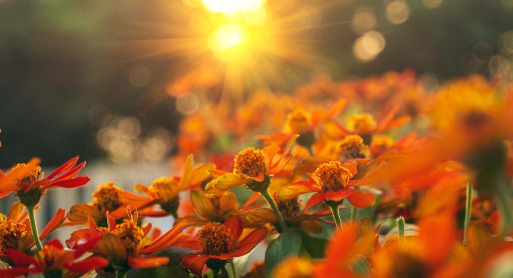 A garden of colorful orange flowers